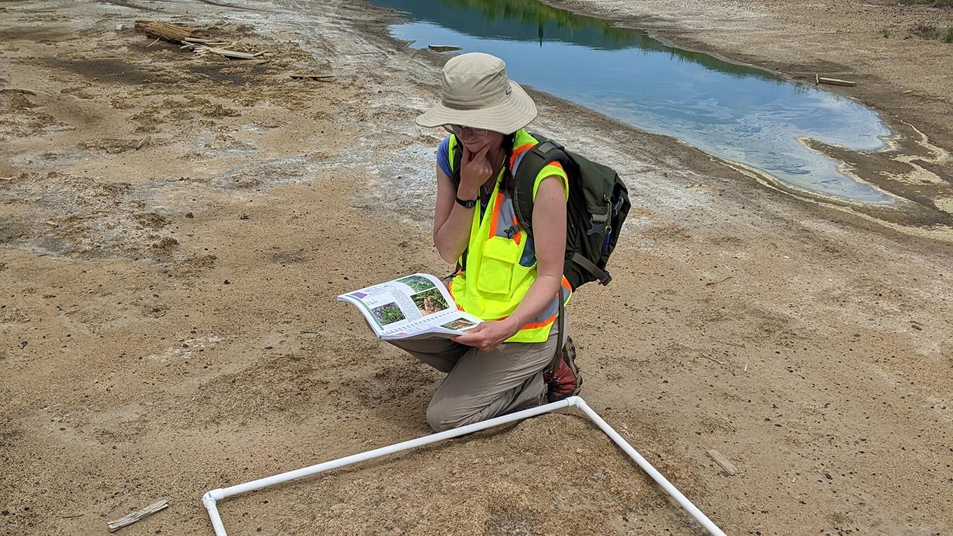 Ramboll field staff looking for plant species in a pre-selected vegetation quadrant