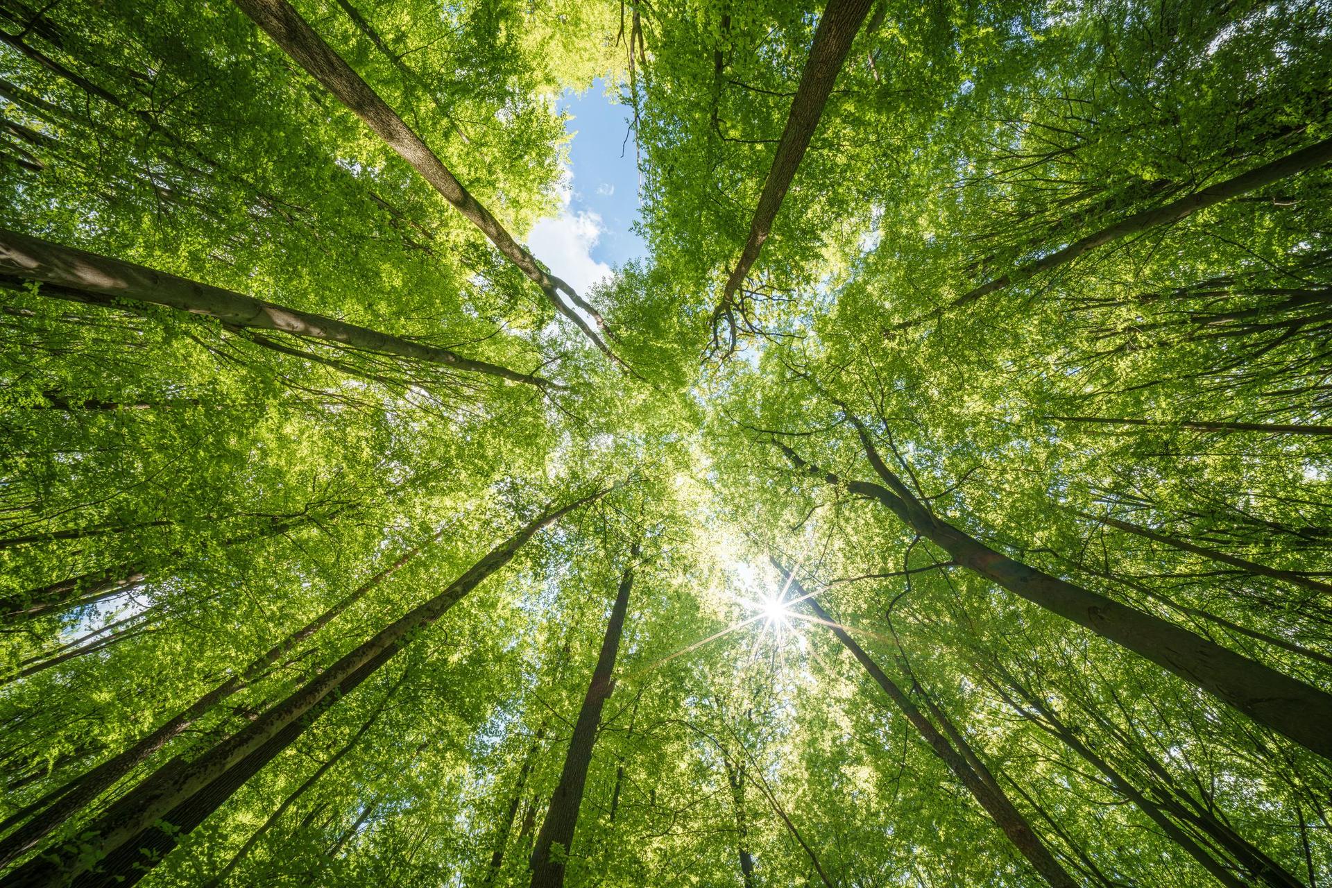 How companies can avoid greenwashing, with science as the foundation for climate and nature strategies