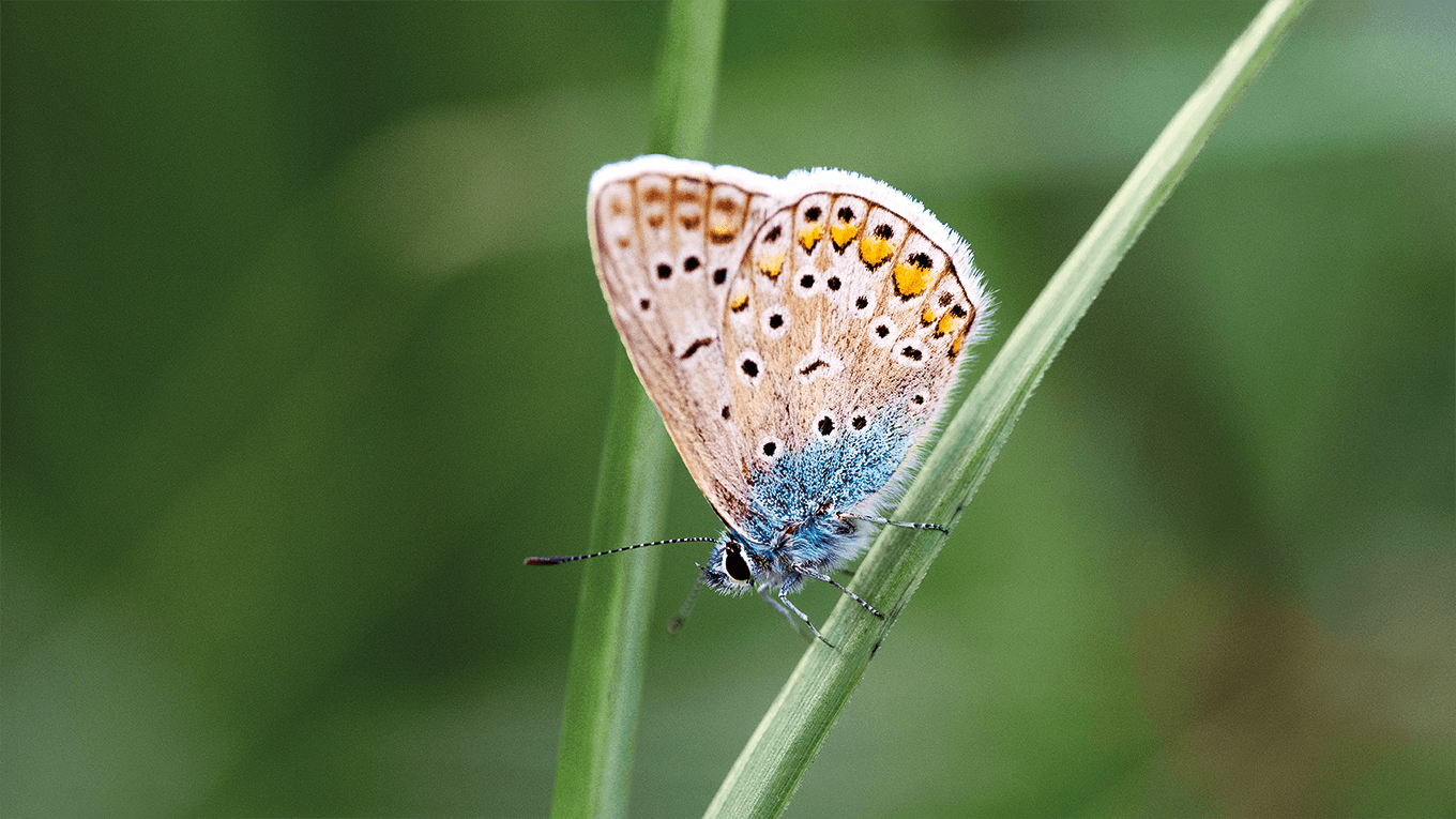 Butterfly on grass