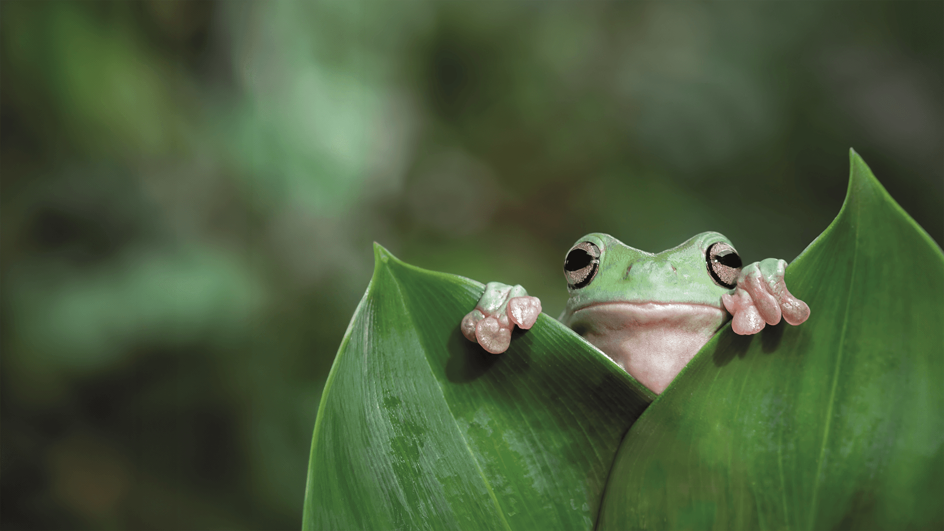 Frog behind leaf looking through the gap